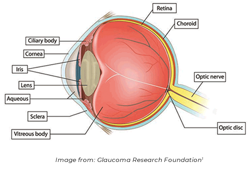 Parts of eye, Image from Glaucoma Research Foundation, Reference 1
